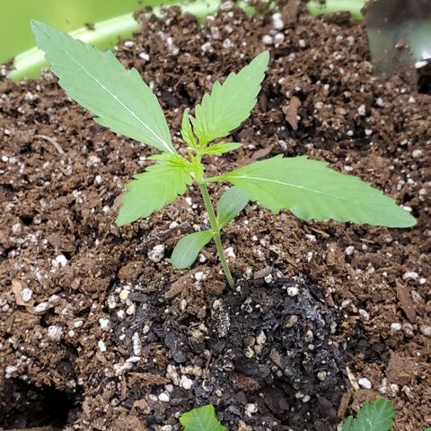 Starla growlog timeline photo