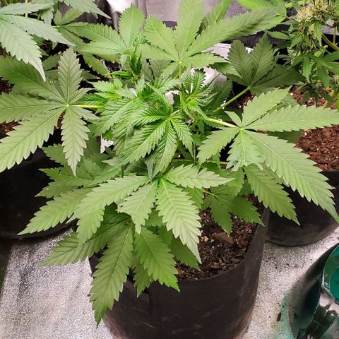Bubbletwin Candy growlog timeline photo