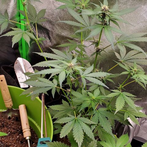 Little L growlog timeline photo