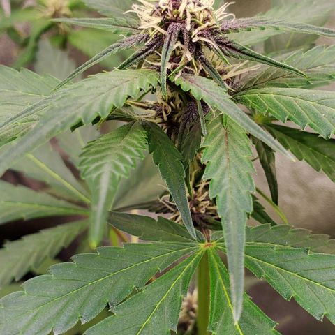 Little L growlog timeline photo