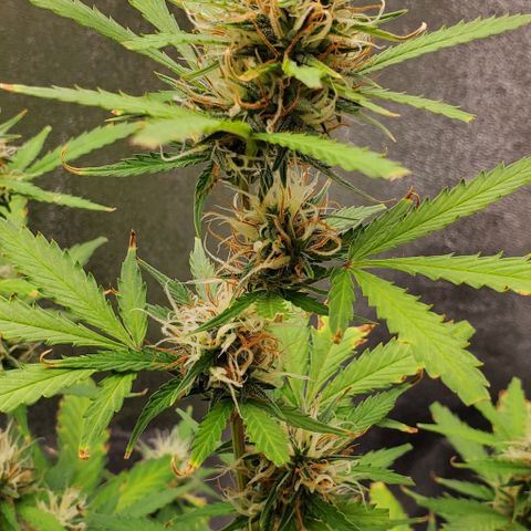 Banalaze II growlog timeline photo