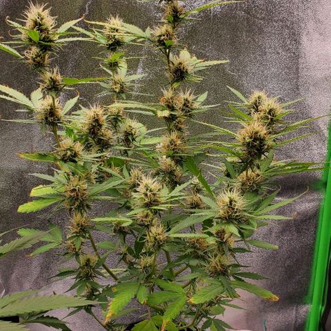 Banalaze II growlog timeline photo