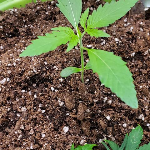 Starla growlog timeline photo