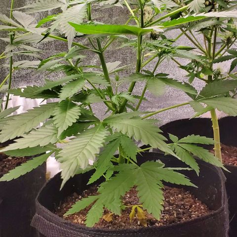 Bubbletwin Candy growlog timeline photo