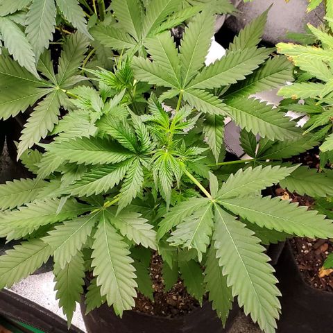 Bubbletwin Candy growlog timeline photo