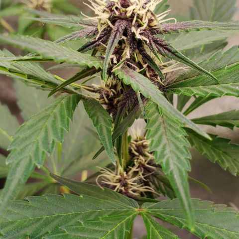 Little L growlog timeline photo