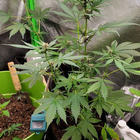Little L growlog timeline photo