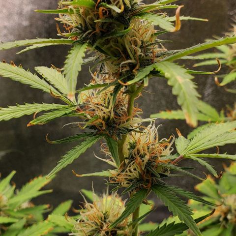 Banalaze II growlog timeline photo