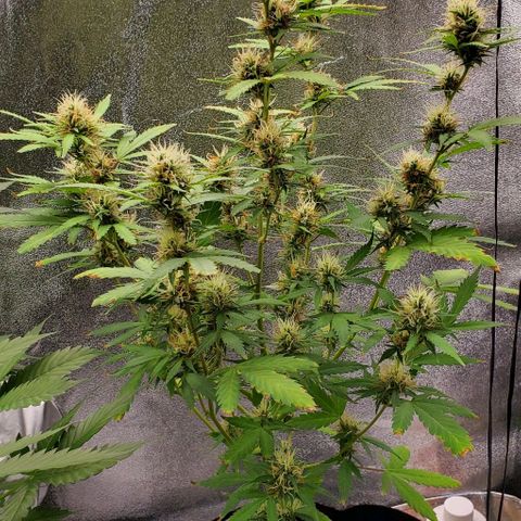 Banalaze II growlog timeline photo
