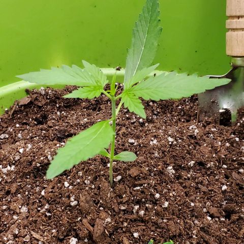 Starla growlog timeline photo