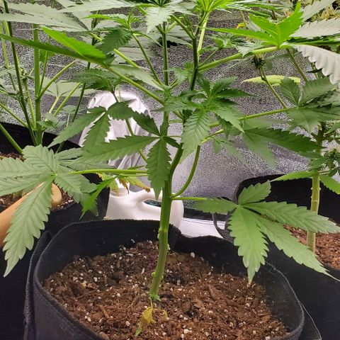 Bubbletwin Candy growlog timeline photo