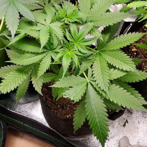 Bubbletwin Candy growlog timeline photo