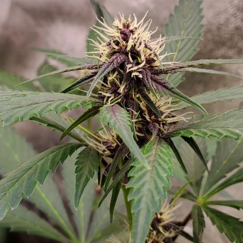 Little L growlog timeline photo