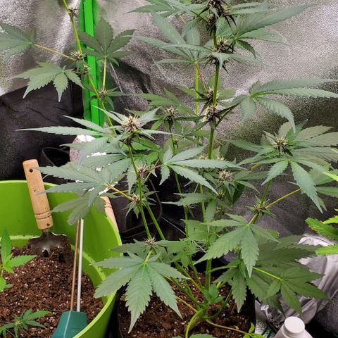 Little L growlog timeline photo