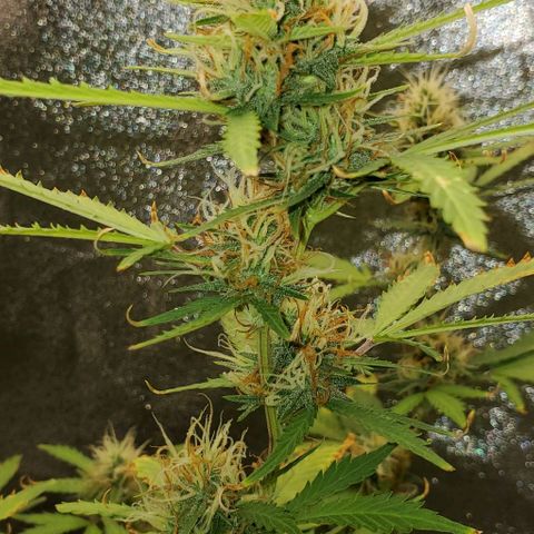 Banalaze II growlog timeline photo
