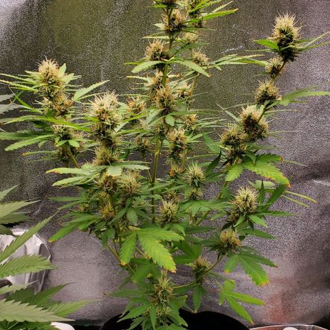 Banalaze II growlog timeline photo