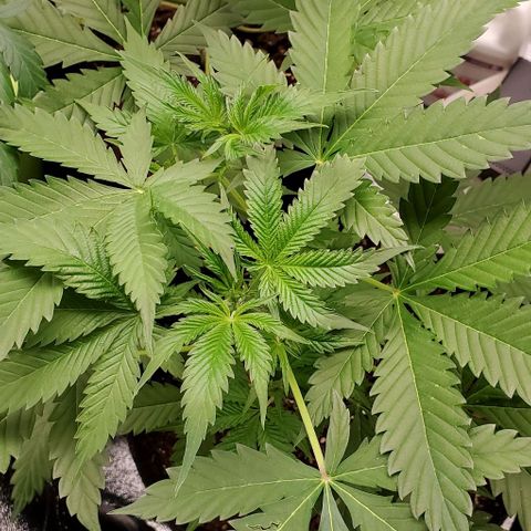Bubbletwin Candy growlog timeline photo