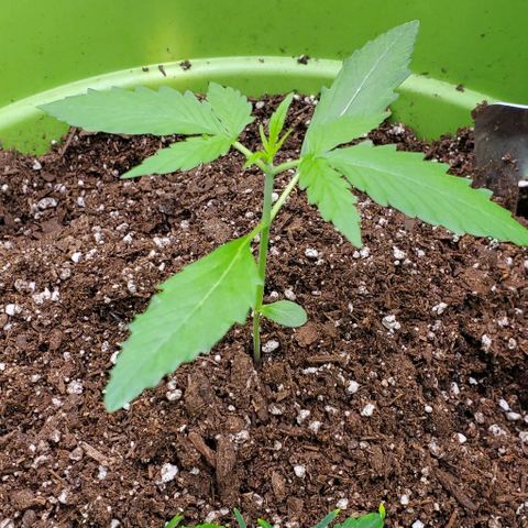 Starla growlog timeline photo