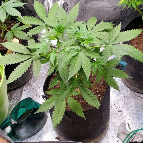 Bubbletwin Candy growlog timeline photo