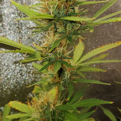 Banalaze II growlog timeline photo