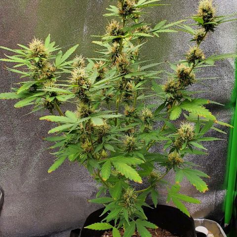 Banalaze II growlog timeline photo