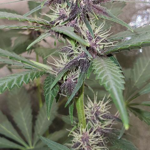 Little L growlog timeline photo