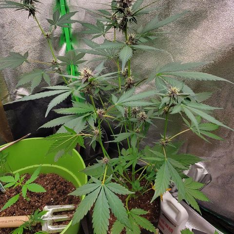Little L growlog timeline photo