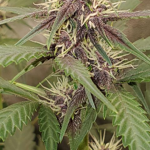 Little L growlog timeline photo
