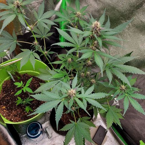 Little L growlog timeline photo