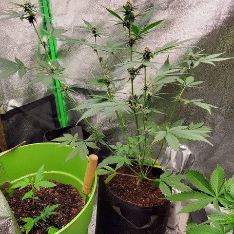 Little L growlog timeline photo