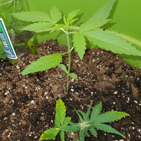 Starla growlog timeline photo