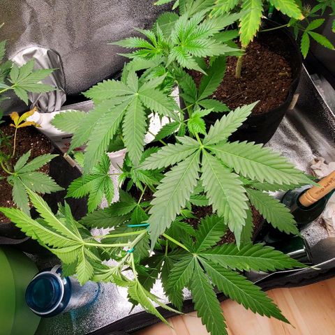 Bubbletwin Candy growlog timeline photo