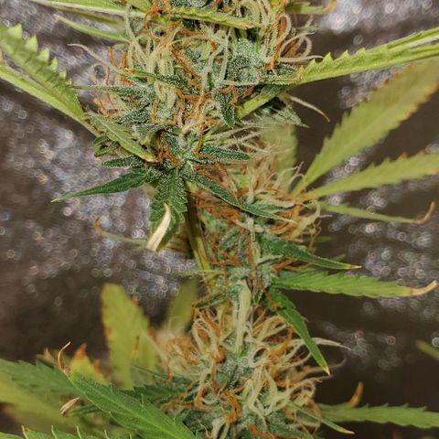 Banalaze II growlog timeline photo