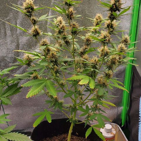 Banalaze II growlog timeline photo