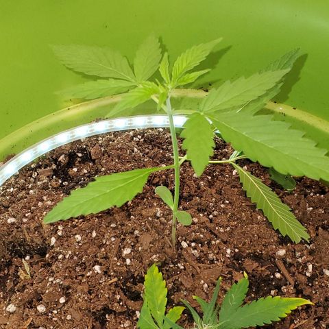 Starla growlog timeline photo