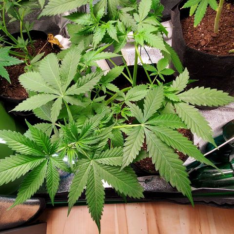 Bubbletwin Candy growlog timeline photo