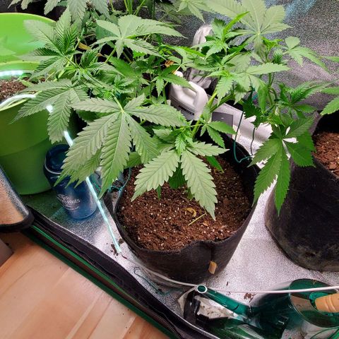 Bubbletwin Candy growlog timeline photo