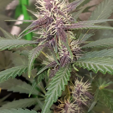 Little L growlog timeline photo