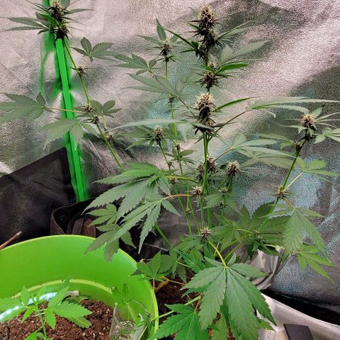 Little L growlog timeline photo