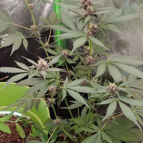 Little L growlog timeline photo