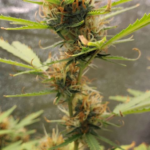 Banalaze II growlog timeline photo