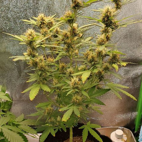 Banalaze II growlog timeline photo