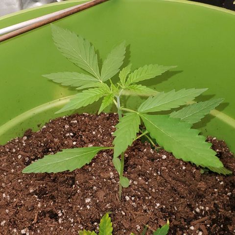 Starla growlog timeline photo