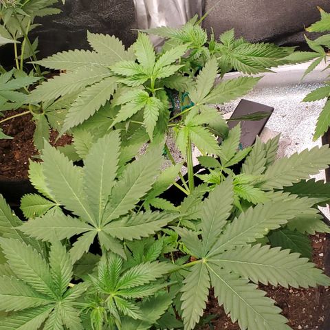 Bubbletwin Candy growlog timeline photo
