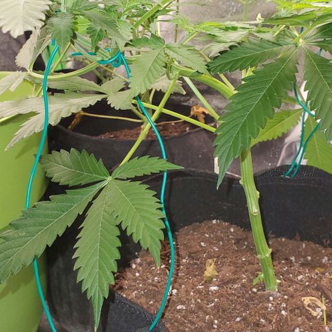 Bubbletwin Candy growlog timeline photo