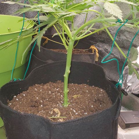 Bubbletwin Candy growlog timeline photo