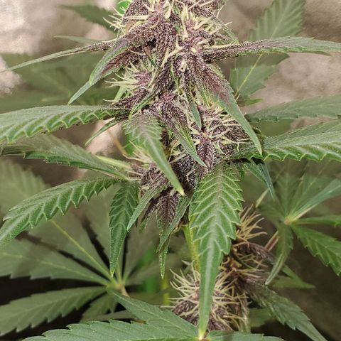 Little L growlog timeline photo