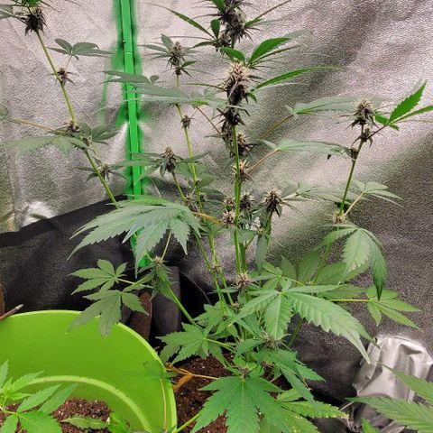 Little L growlog timeline photo