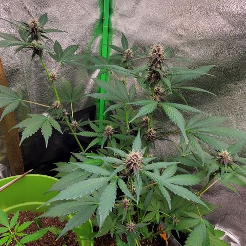 Little L growlog timeline photo