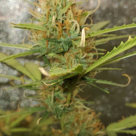 Banalaze II growlog timeline photo